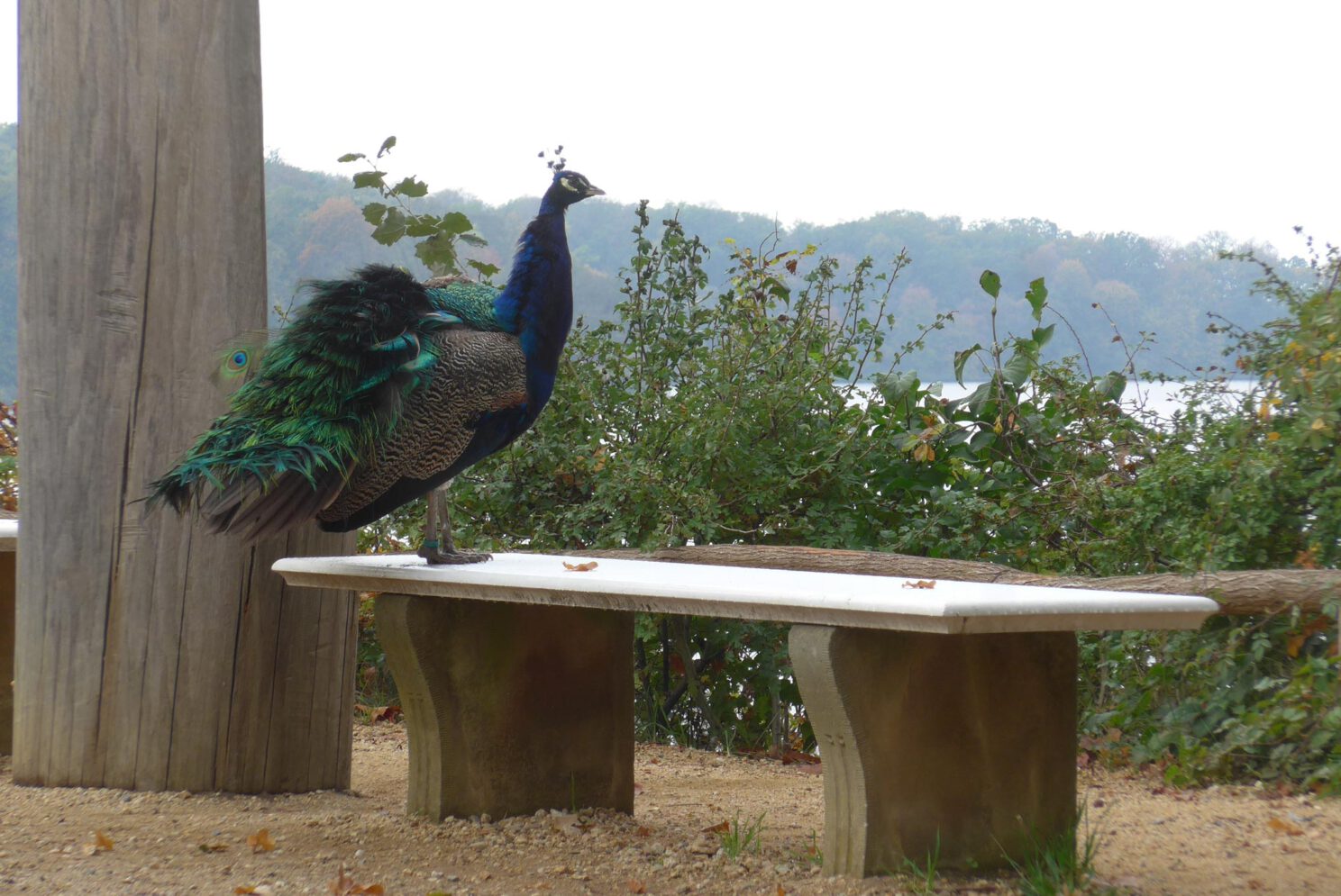 Ciao Pfau 